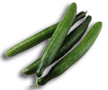continental cucumber