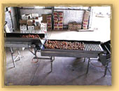 produce packing machine